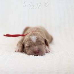 Red Collar Boy - Caramel male Australian Labradoodle puppy in Thousand Oaks, California from Lovely Doodle Lane