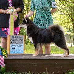 Dot - Finnish Lapphund