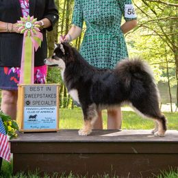Dot - Finnish Lapphund