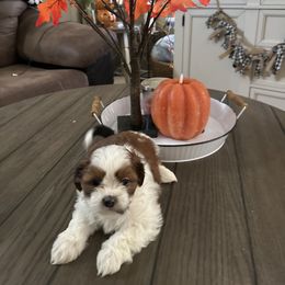 Chanel - Chocolate female Shih Tzu puppy in Temple, Pennsylvania from Kathy Diego's Shih Tzus