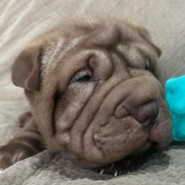 Coco - Chocolate dilute female Chinese Shar-Pei puppy in China, Michigan from Blackwitch Farms