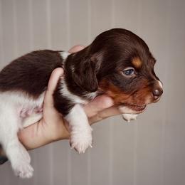Ruger - Chocolate and tan male Dachshund puppy in Augusta, Georgia from Cherokee Hill Dachshunds