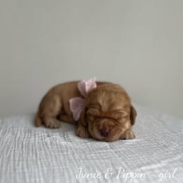 Sunny - Caramel female Australian Labradoodle puppy in Belding, Michigan from Rutu Australian Labradoodles
