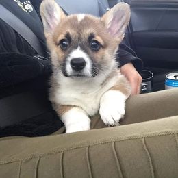 Pembroke Welsh Corgi Puppies from Gary's Pembroke Welsh Corgis