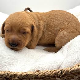 Brown collar boy - Red  male Goldendoodle puppy in Lewisville, Texas from Zink Doodles