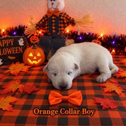 Orange Collar Boy - White male German Shepherd puppy in Yuba City, California from Barton’s German Shepherds