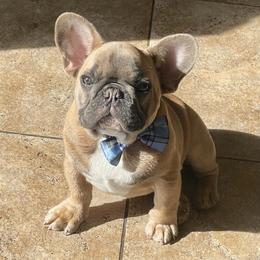 Rascal - Blue fawn male French Bulldog puppy in Perris, California from Queenbeebullies