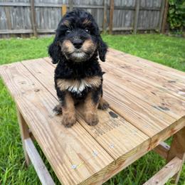 Sage (Blue Collar) - Tri-color female Bernedoodle puppy in Palmetto Bay, Florida from SOMIDOODLES