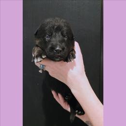 Lavender - Bi-color female German Shepherd puppy in Maricopa, Arizona from Royalty German Shepherds