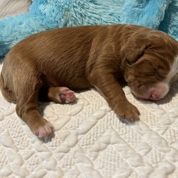 Bernedoodle Puppies from Palmetto Bernedoodles Boutique