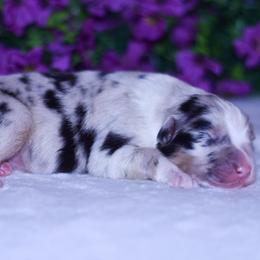 Thunder - Blue merle male Australian Shepherd puppy in Easton, Missouri from MMA Kennel