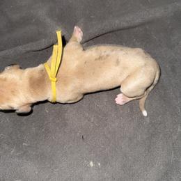 Yellow collar - Merle female Great Dane puppy in Loris, South Carolina from Days Danes