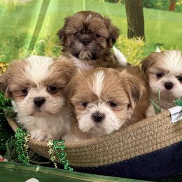 Shih Tzus from Purely Shih Tzu