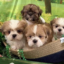 Shih Tzus from Purely Shih Tzu