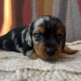 Minnie - Dapple female Dachshund puppy in Mesa, Arizona from Ruby Desert Doxies