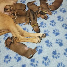 Rhodesian Ridgeback Puppies from TuckerRidge Rhodesian Ridgebacks