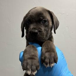 Female 1 - Gray brindle female Cane Corso puppy in Cashion, Oklahoma from APEXOK Cane Corsos LLC