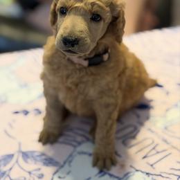 Aurora - Red  female Poodle puppy in Brooksville, Florida from Ariella Standard Poodles & Chinese Cresteds
