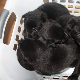 German Shepherd Puppies from Thornock Shepherds