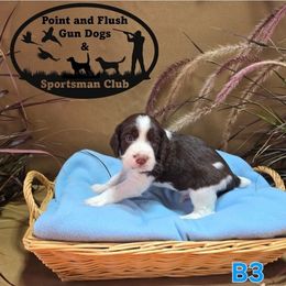 Boy 3 - Liver and white male English Springer Spaniel puppy in Potosi, Wisconsin from Point and Flush Gun Dogs
