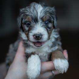 Bernedoodle Puppies from Autumn Vanskiver