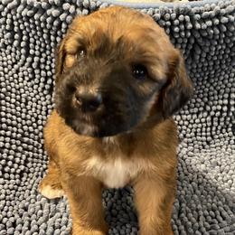 Light blue collar - Brown and white male Saint Berdoodle puppy in Saint Joseph, Missouri from Home Raised St. Berdoodles