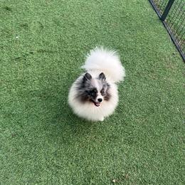 Kilo - Pomeranian