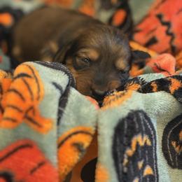 O Malley - Chocolate and tan male Dachshund puppy in Vancouver, Washington from Cascade Minis