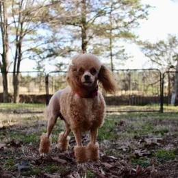 Phoebe - Poodle