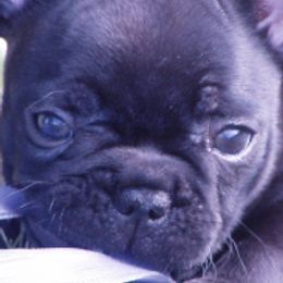 French Bulldogs from Gailwin