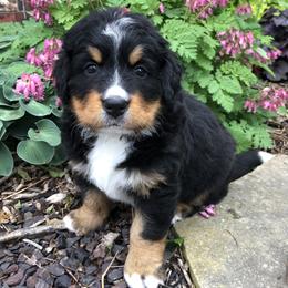 Ellen - Black rust and white female Bernese Mountain Dog puppy in Pekin, Illinois from Knight Bernese