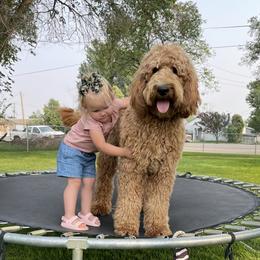 Lady - Goldendoodle