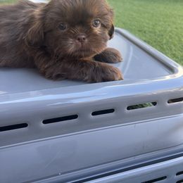 Boy - Liver male Shih Tzu puppy in Whittier, California from Socal Mother Of Shih Tzus