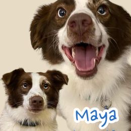 Maya - Miniature American Shepherd