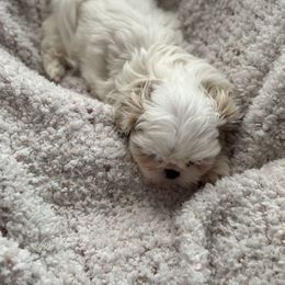 AKC Miss Chanel - White female Shih Tzu puppy in Kent, Washington from Exclusively Shih Tzu's LLC