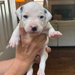 Boy 3 - male Dalmatian puppy in Tulsa, Oklahoma from White House Dals