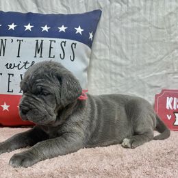 Lynn - Blue female Neapolitan Mastiff puppy in Canyon, Texas from Mastini Della Forte
