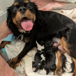Boy 1 - Black and tan male Cavalier King Charles Spaniel puppy in Grantsville, Maryland from One Big Cavy Family