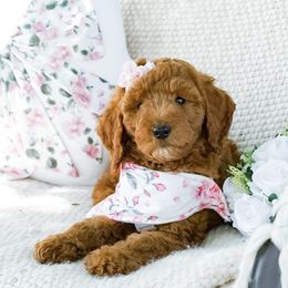 Goldendoodle Puppies from Beloved_doodles_WA