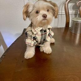 Shih Tzu and Yorkshire Terrier Puppies from Yuma Yorkie Town