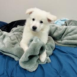Berger Blanc Suisse Puppies from Moonlight Berger Blanc Suisses