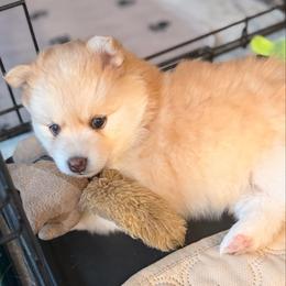 Lyric - Red and white female Pomsky puppy in Marshall, Minnesota from Miles of Smiles Pomskies