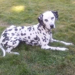 Cheyenne - Dalmatian