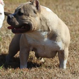 Haymakers' Hot Mess (Maddie) - Blue fawn female American Bully puppy in Dixon, Kentucky from Haymaker Bully Camp
