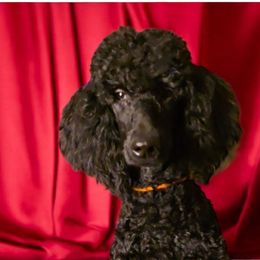 Princess Royal Charlotte Red Rosa - Black female Poodle puppy in Woodbridge, Virginia from Rosa Red Standard Poodles