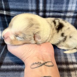 Boy 1 - Blue merle and white male Cardigan Welsh Corgi puppy in Thornton, New Hampshire from Dinger’s Dogs