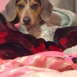 Daisy - Dachshund