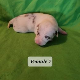 Border Collie Puppies from Blue Cypress Stock dogs