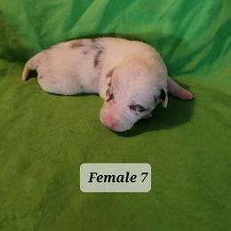 Border Collie Puppies from Blue Cypress Stock dogs