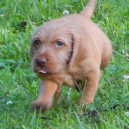 Weimaraner and Wirehaired Vizsla Puppies from Willow Ridge Kennel